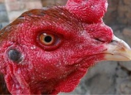 国产老鸡露脸视频